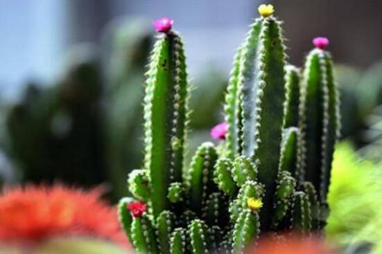 仙人掌的藥用價值，盤點仙人掌八大藥用療效