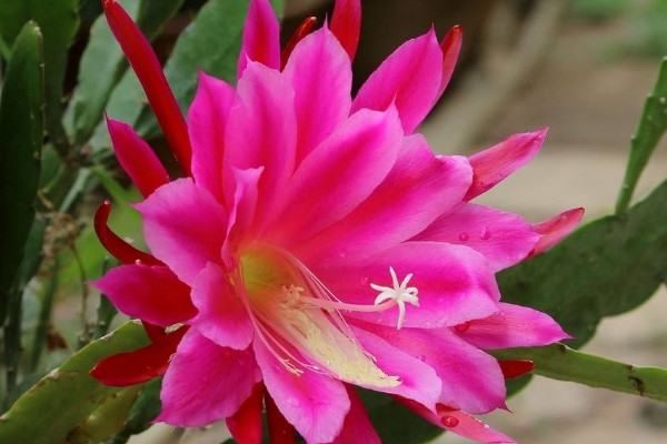 荷花令箭的養(yǎng)殖方法和注意事項