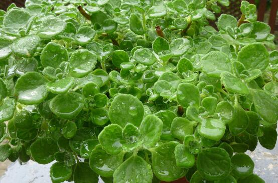 碰碰香怎么換盆，做好脫盆處理修剪根系/春季最佳