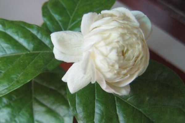 獅頭茉莉的養(yǎng)殖方法