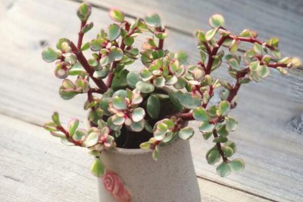 如何種雅樂(lè)之舞，三步即可完成雅樂(lè)之舞的種植