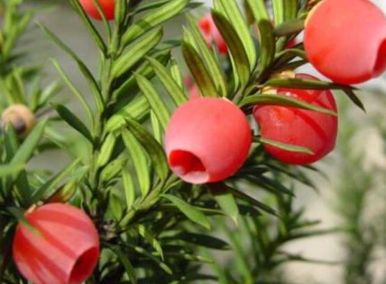 家里養(yǎng)紅豆杉風水好嗎，起到延年益壽、幸福健康