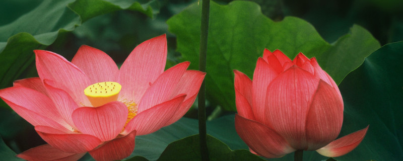 荷花有什么顏色