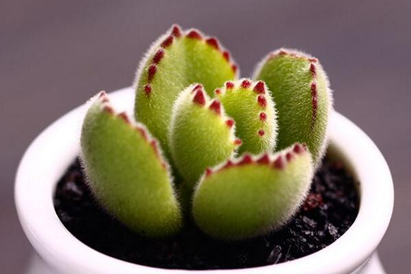 熊童子怎么澆水，熊童子四季澆水方法