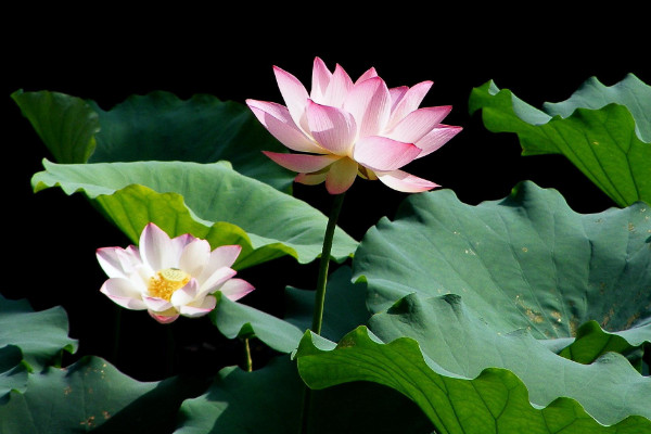 荷花種子怎樣培育發(fā)芽快