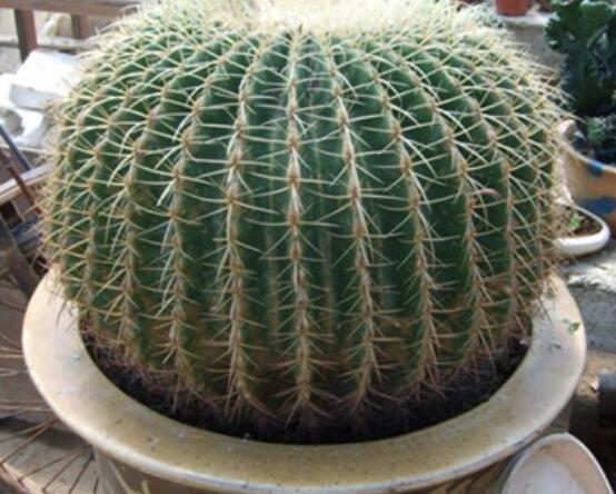 仙人球移栽注意事項(xiàng)，注意不可弄傷根系、及時消毒/土壤微濕潤