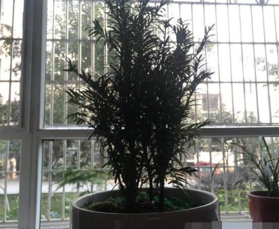 紅豆杉放家哪個(gè)位置好，教你六種最佳擺放地點(diǎn)(招財(cái)生旺)