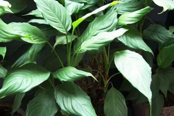 萬(wàn)年青開花好嗎，寓意健康長(zhǎng)壽，吉祥如意