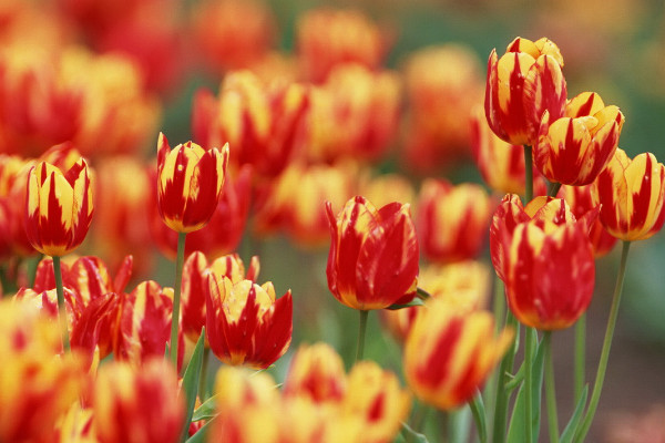 郁金香沒(méi)光照會(huì)合上嗎