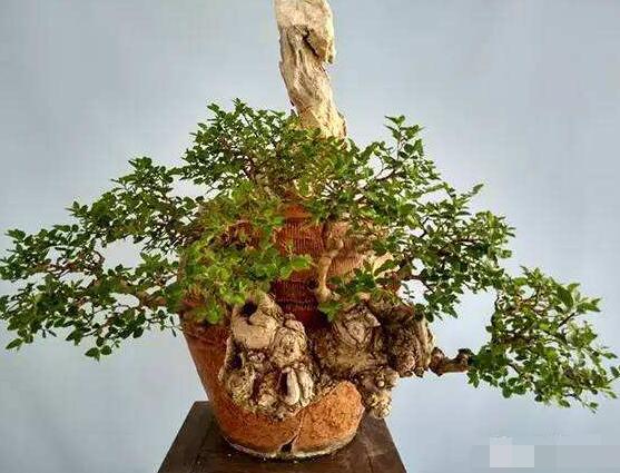 羅漢松盆景養(yǎng)護(hù)方法，老農(nóng)總結(jié)五大最實(shí)際有效方法