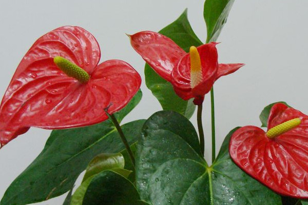 紅掌上盆后如何養(yǎng)護(hù)