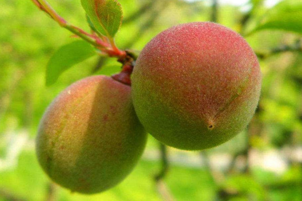 梅子什么時(shí)候成熟季節(jié)