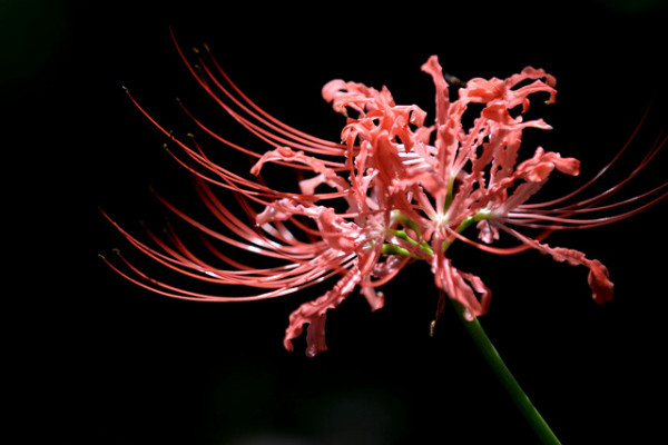 彼岸花夏天會(huì)枯萎嗎