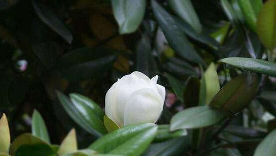 橡皮樹開花嗎，橡皮樹多久開花(一年兩次）