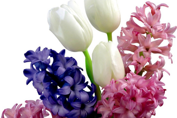 風(fēng)信子種球種植方法