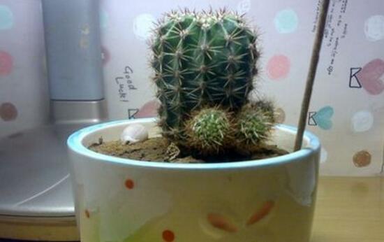 仙人球怎么繁殖，仙人球的扦插方法