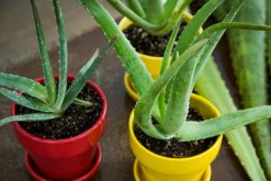 蘆薈移盆要注意什么，提前準(zhǔn)備并修剪根系