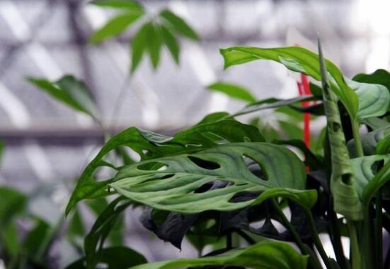 仙洞龜背竹有毒嗎，毒性不強/避免接觸誤食即可