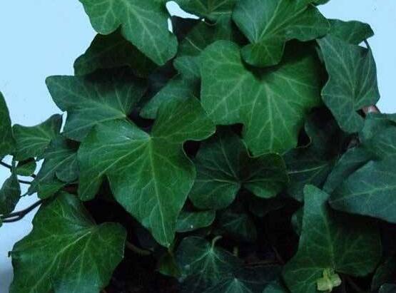 常春藤開(kāi)花嗎，花期從秋季一直到春季