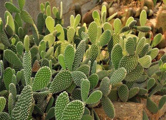 仙人掌的藥用價值，盤點仙人掌八大藥用療效