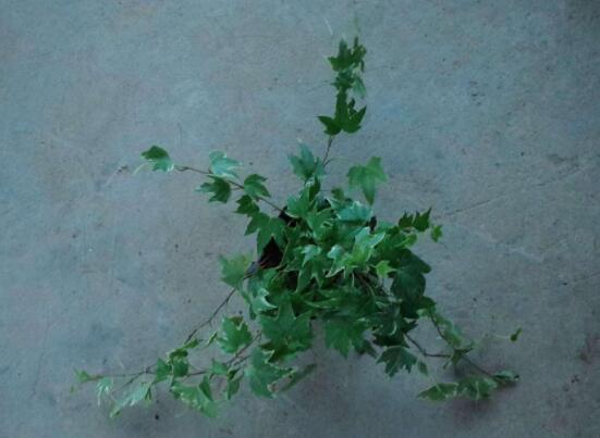 常春藤干枯了還會(huì)活嗎，干枯后存活四種解決辦法