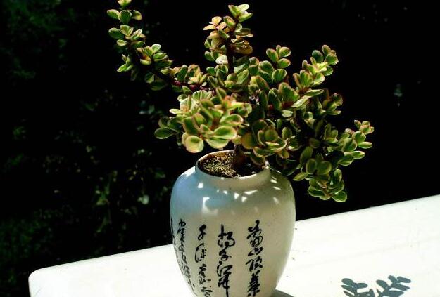 雅樂(lè)之舞的寓意，翩翩起舞的優(yōu)美姿態(tài)