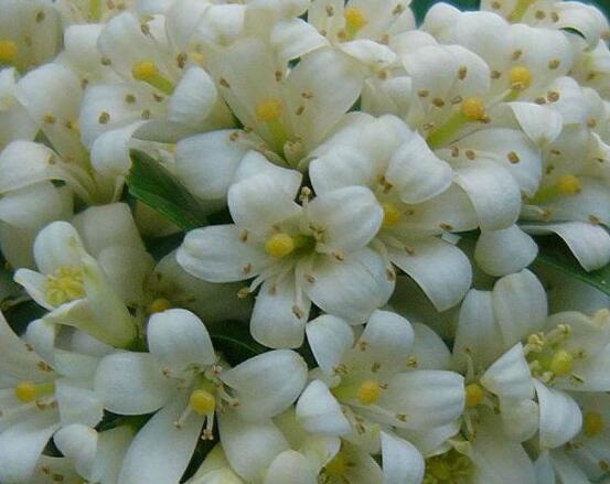 九里香每年開(kāi)多少次花，一年獨(dú)開(kāi)一次花(花期4-8月)