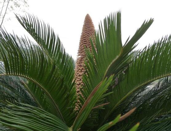 鐵樹品種，細數(shù)鐵樹最受喜愛八大品種