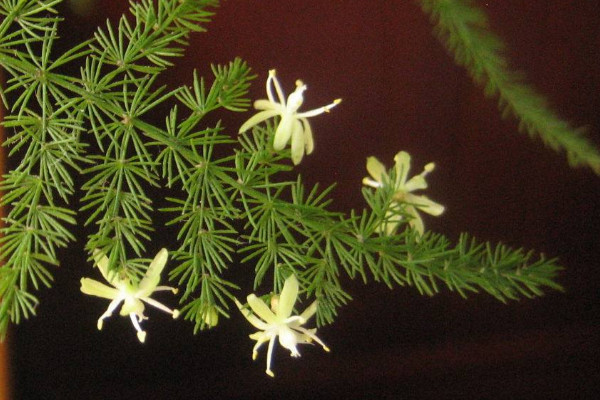 文竹開(kāi)花是好兆頭嗎，象征好運(yùn)來(lái)臨生活幸福