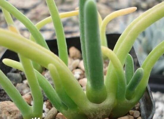 碧光環(huán)秋天怎么養(yǎng)，教你五點(diǎn)重要方法生長(zhǎng)碧綠