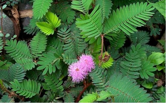 含羞草怎么養(yǎng)殖，老農(nóng)總結(jié)最實用五個養(yǎng)殖要點