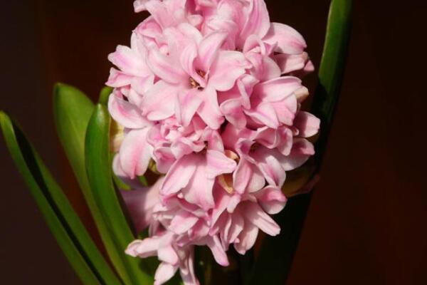 風(fēng)信子寓意什么意思