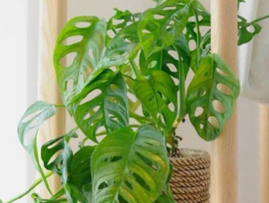 龜背竹的扦插方法，以10厘米枝條為主/注意保留氣生根