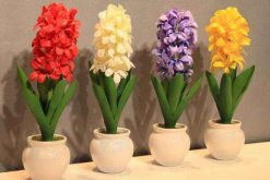 風(fēng)信子土培的養(yǎng)殖方法，可以按照5步來(lái)進(jìn)行