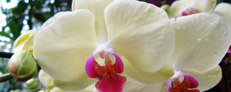 蝴蝶蘭的根部長側(cè)芽如何處理