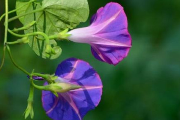 怎樣讓牽?；ū? src="/nongchan/d/file/20201223/qnoj3mxich4.jpg" / data-Zpgj="BkwAgJ"></p>
<p data-mFmi="XpCB2a">
	想要讓牽牛花爆盆的話，那么就需要使用疏松、肥沃和排水性良好的沙質(zhì)土壤來栽種，這樣牽?；ú拍軌蛏L旺盛，我們可以用腐葉土4份、園土5份、河沙1份混合配制，還需要在土壤中加入適量骨粉作為基肥。</p>
<p data-CzSn="LysyOL">
	<strong data-Rc4p="rqdD9o">2、適宜光照</strong></p>
<p data-ZROK="Piet56">
	<img alt=