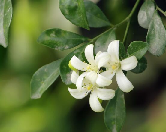 盆栽九里香的養(yǎng)殖方法，老農(nóng)教你七個最實用基本方法