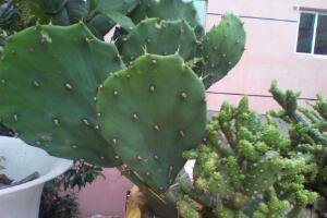 仙人掌有哪些品種，仙人掌的品種大全大圖