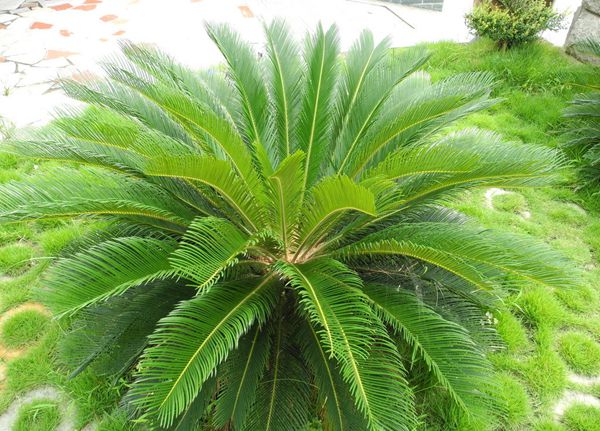 鐵樹怎樣整形修剪，鐵樹的修剪方法介紹