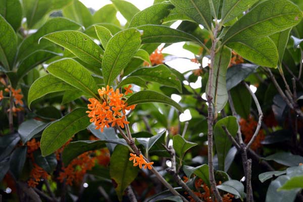 桂花樹的養(yǎng)殖方法和注意事項