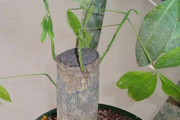 發(fā)財樹怎么移栽