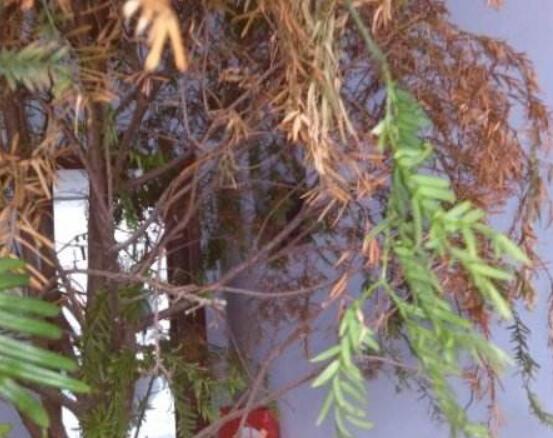 紅豆杉葉子干枯怎么辦，教你最有效三種解決方法