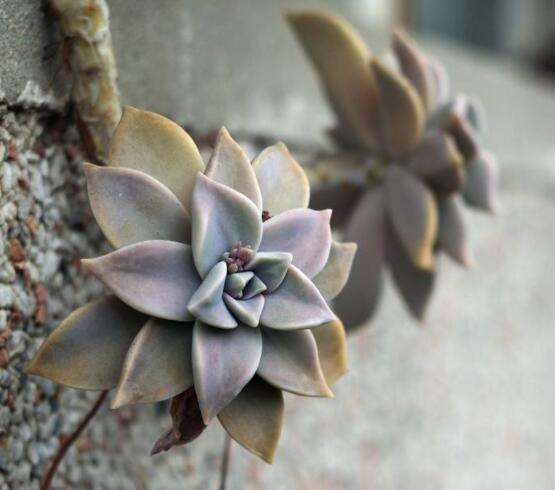 寶石花特點是什么，藥用價值是最大特色