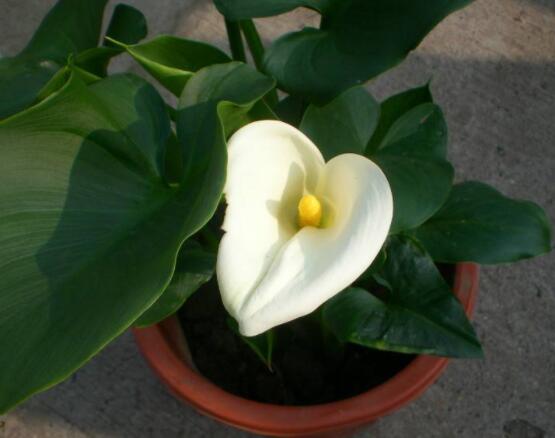 送馬蹄蓮花代表什么，不同顏色不同寓意(最深的祝福)