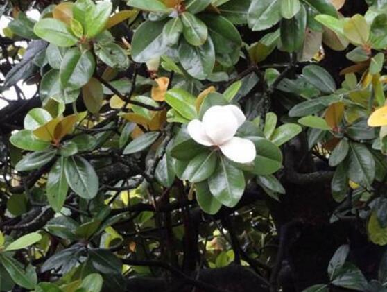 橡皮樹開花嗎，橡皮樹多久開花(一年兩次）