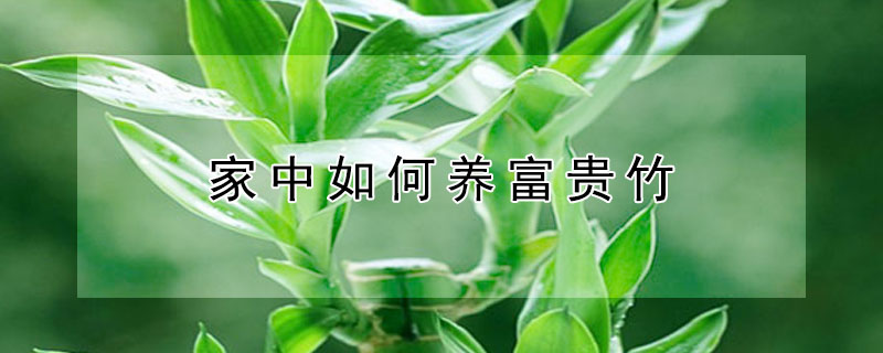 家中如何養(yǎng)富貴竹