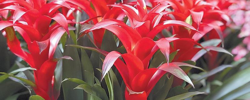 鴻運(yùn)當(dāng)頭從播種到開花多長(zhǎng)時(shí)間