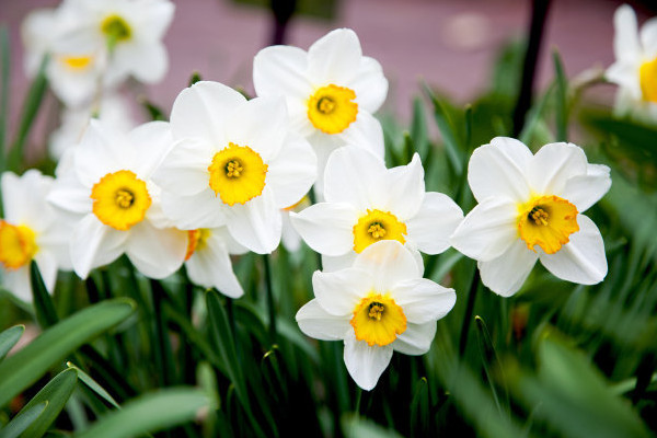 水仙出花苞到開花要多長(zhǎng)時(shí)間