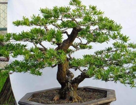 羅漢松盆景怎么養(yǎng)，老農(nóng)總結(jié)八大養(yǎng)殖方法