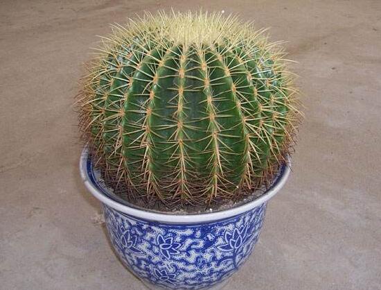 仙人球多久澆次水，仙人球澆水方法